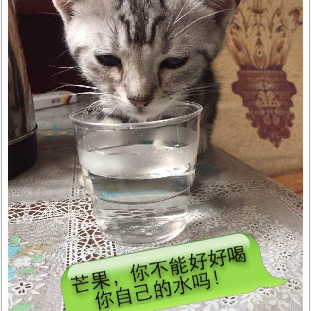 特拉帕尼音乐学院本科成绩单